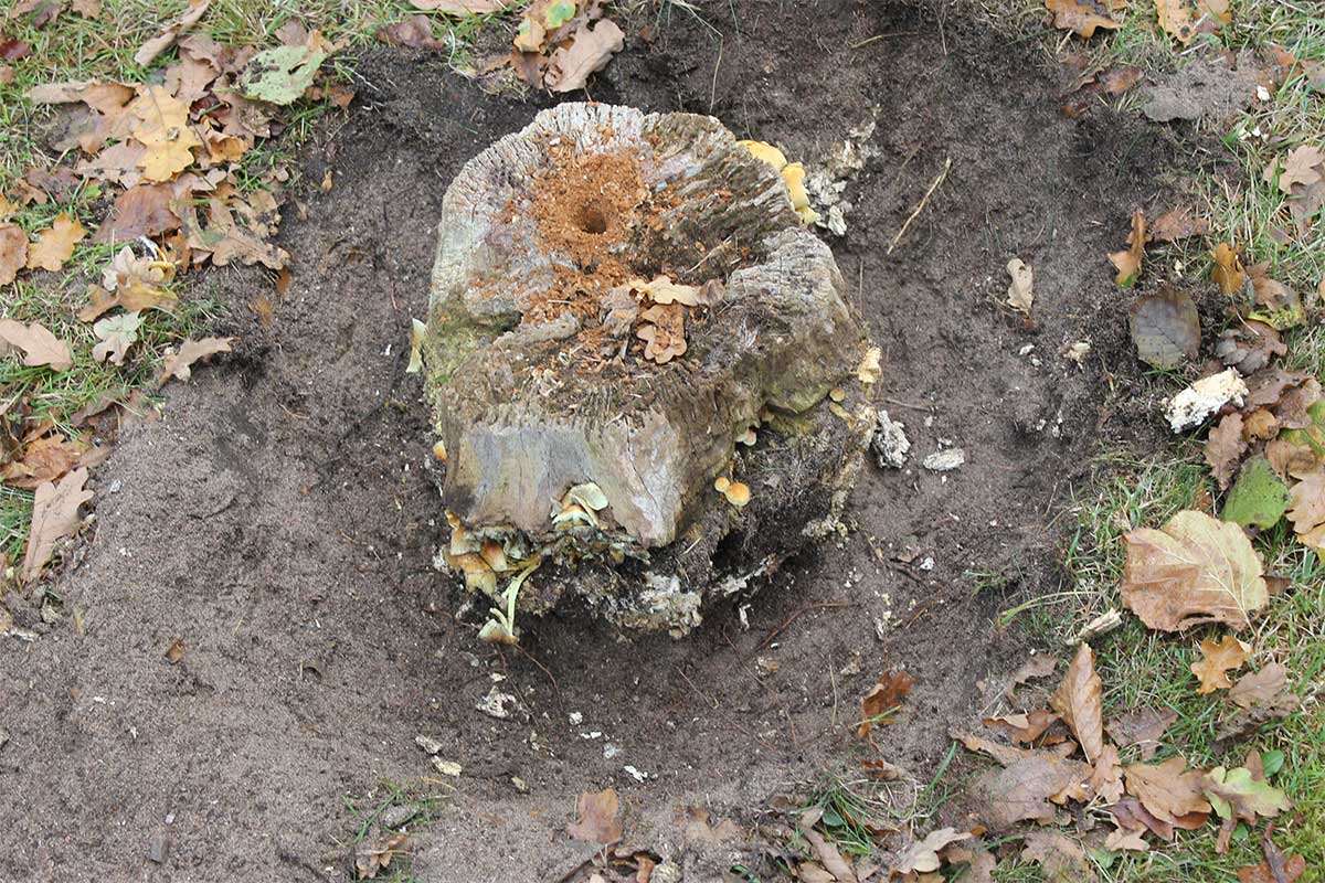 Referensstubben nr 2 Gammal murken och fuktig stubbe med djupt liggande rötter där ett dike har grävts runt stubben