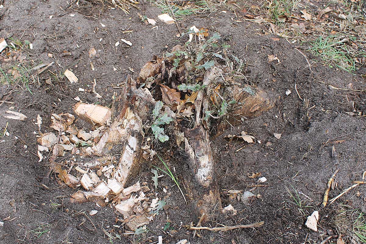 Referensstubben nr 4 Liten stubbe med ytliga rötter där vissa rötter har blivit avhuggna