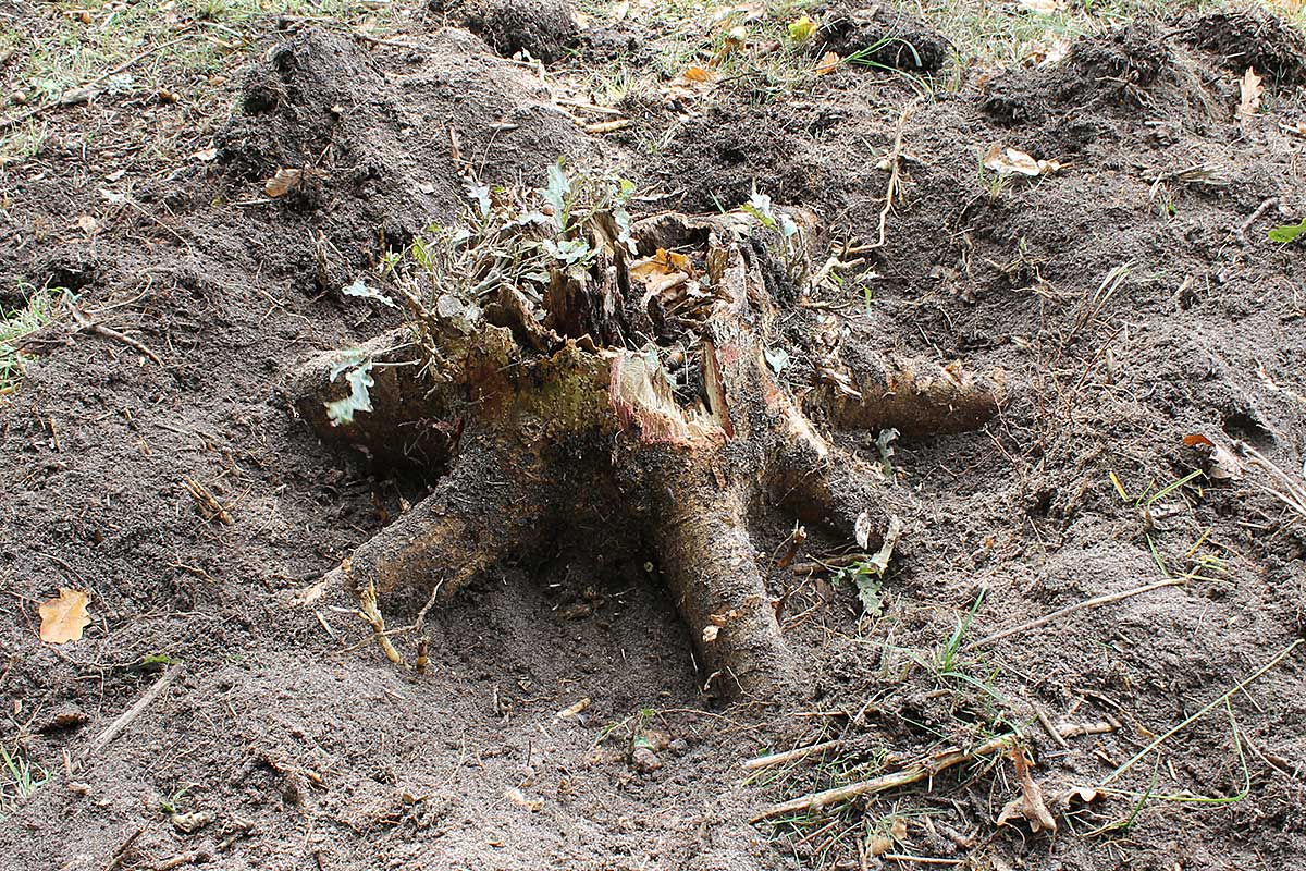 Referensstubben nr 4 Liten stubbe med ytliga rötter där ett dike har grävts runt stubben och rötterna är frilagda