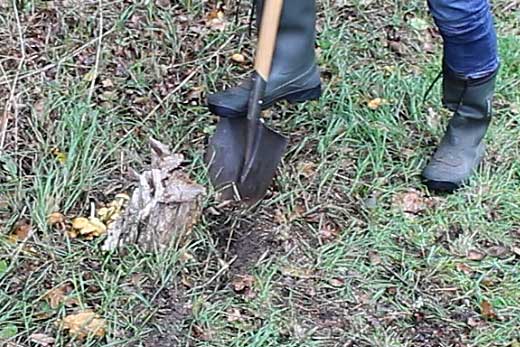 Gräv ett dike runt stubben som skall tas bort
