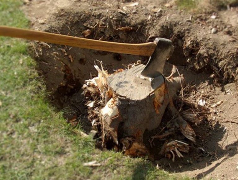 Digging Out Tree Roots Image to u